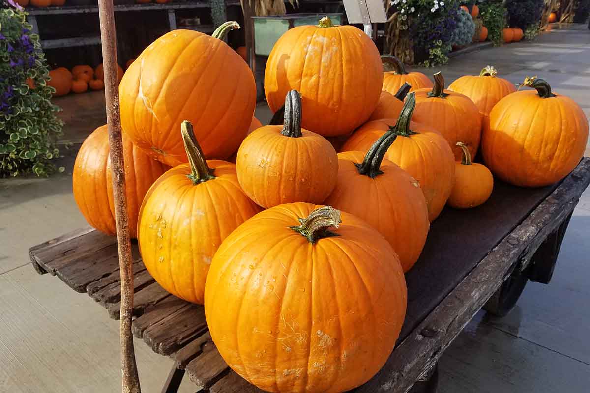 pumpkins at LaClare Farm & Creamery in Malone in Fall