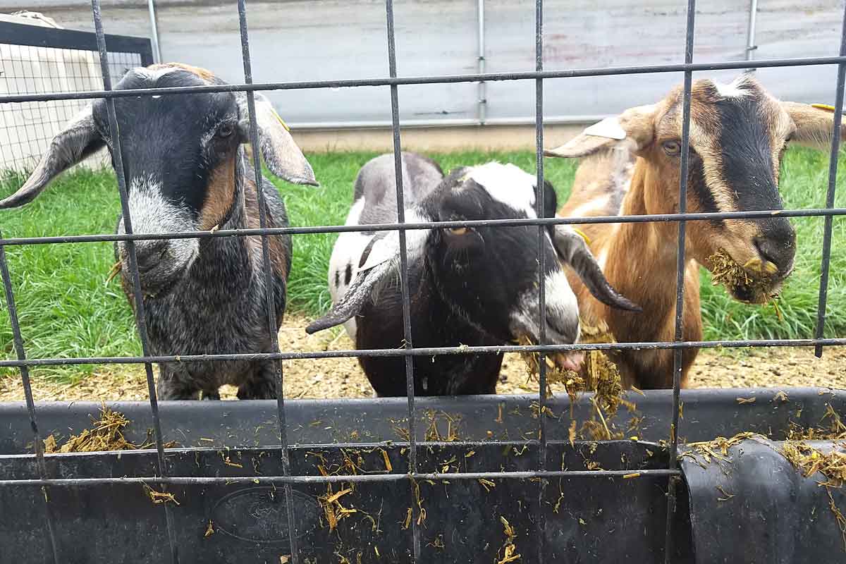 goats at LaClare Farm & Creamery in Malone in Fall