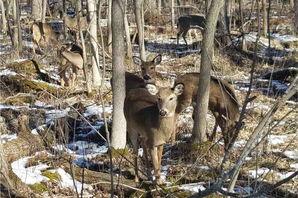 Heckrodt Deer